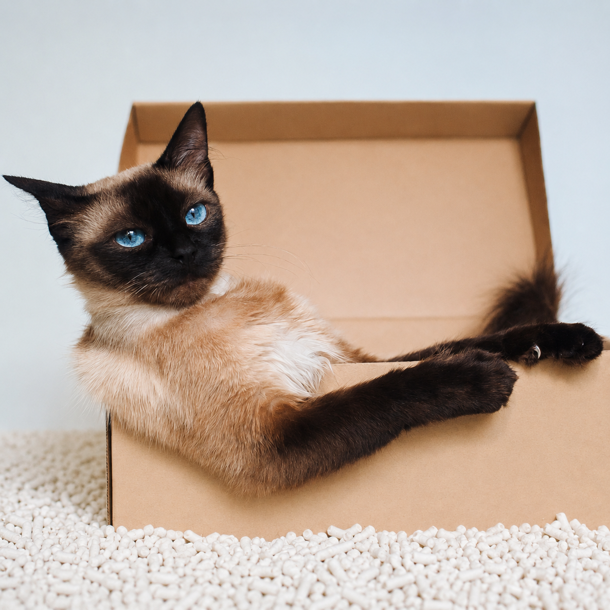 Gato siamés en un ambiente cálido y minimalista