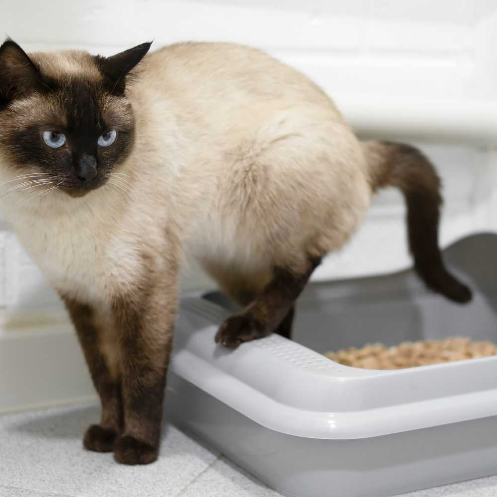 Gato cerca de una bandeja de arena en casa moderna